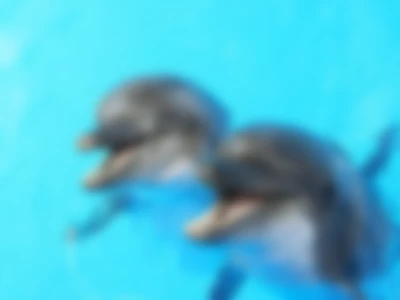 swim with Dolphin by LadyBossZoya