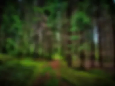 I would like to relax in the camp in the forest by ElswythArnet