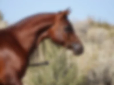 merlinmango (merlinmango) XXX Porn Videos - Horse riding classes
