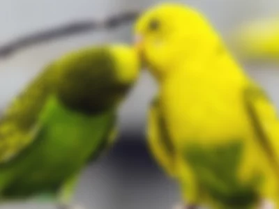 annabellucky (annabellucky) XXX Porn Videos - Parrot