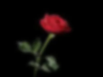 Isa Regall (ashley-lionheart) XXX Porn Videos - Give me a rose...